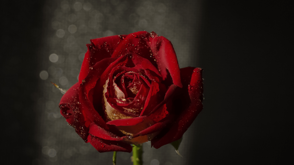 Oração Cigana para o Amor