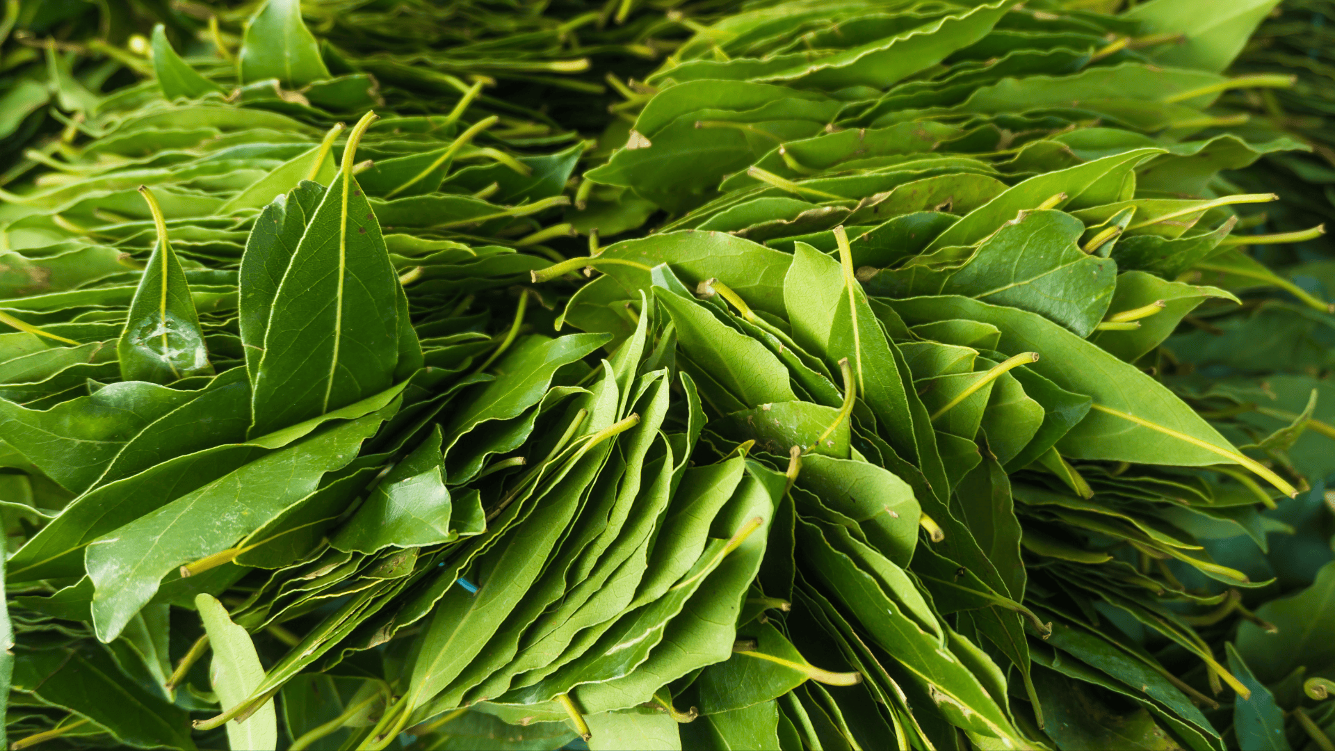 Louro: poder espiritual para proteção, vitória e prosperidade