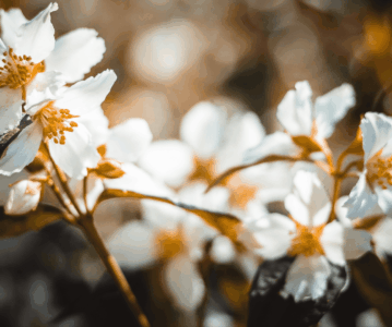 Jasmin: Aroma de cura, alma de encantamento