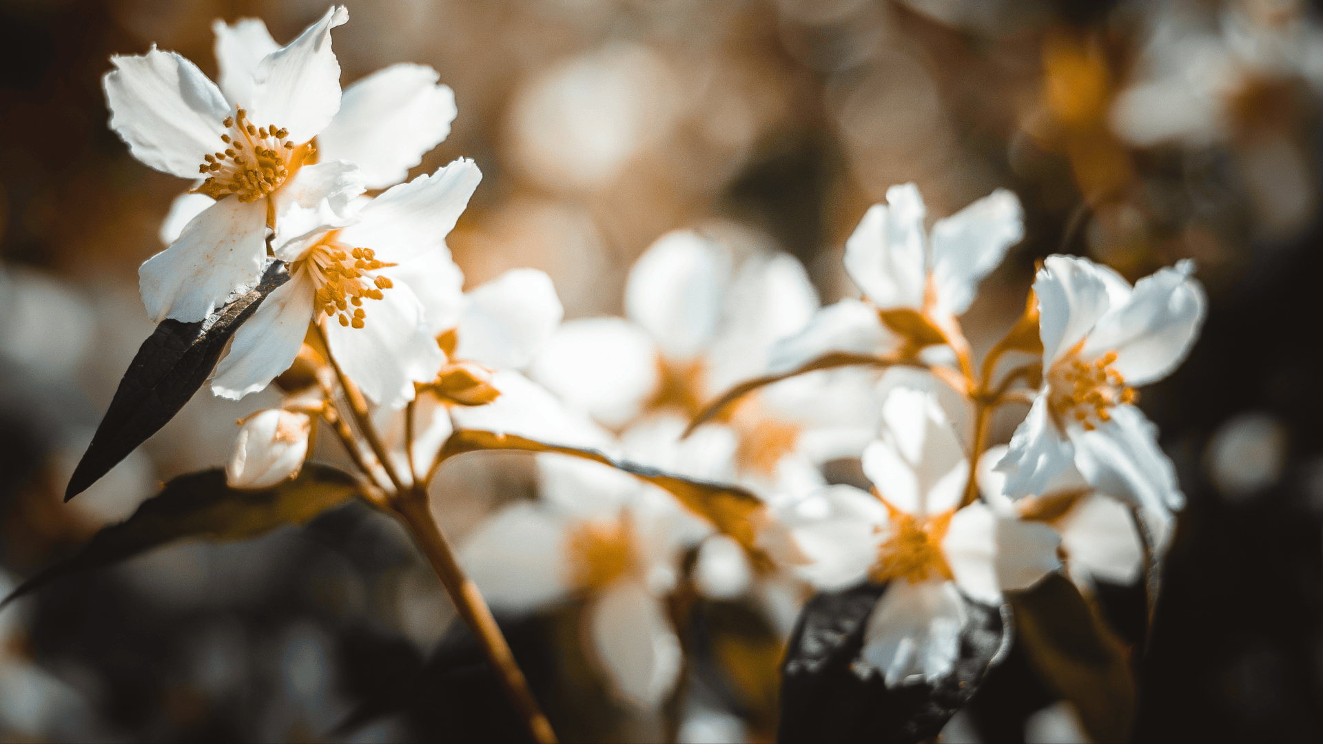Jasmin: Aroma de cura, alma de encantamento