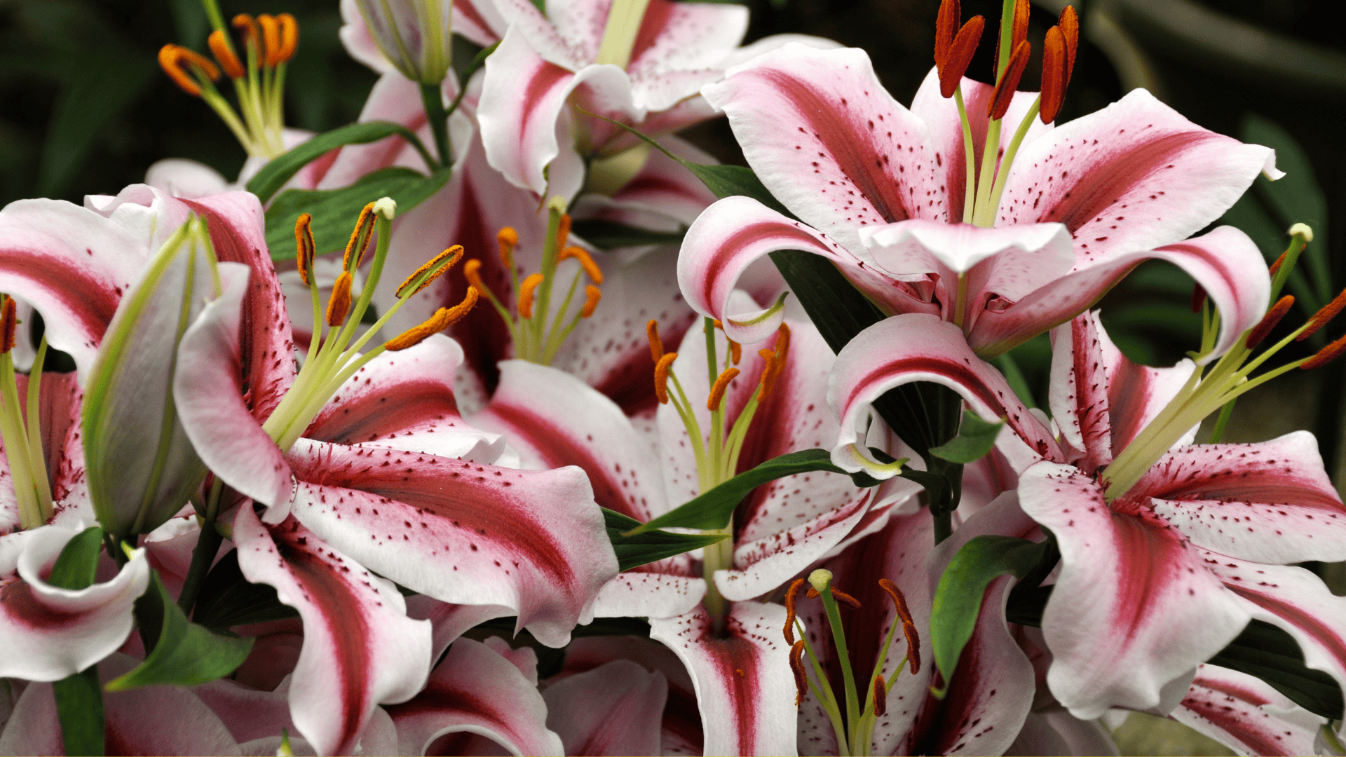 Açucena-rajada: espiritualidade, renovação e proteção energética