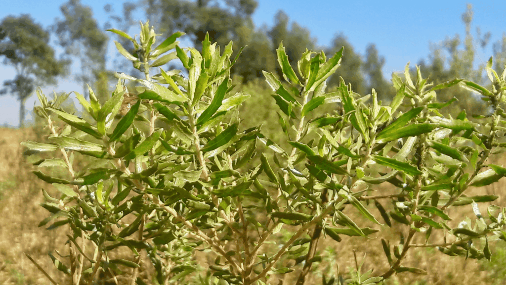 Alecrim do Campo: força e purificação da natureza