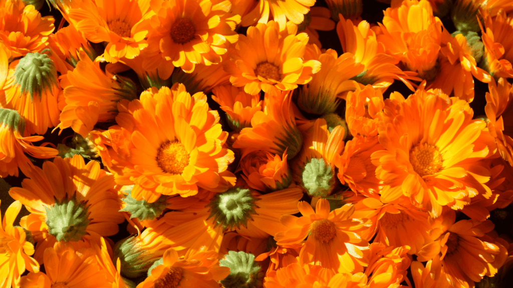 Calêndula: Luz, Cura e Proteção Espiritual