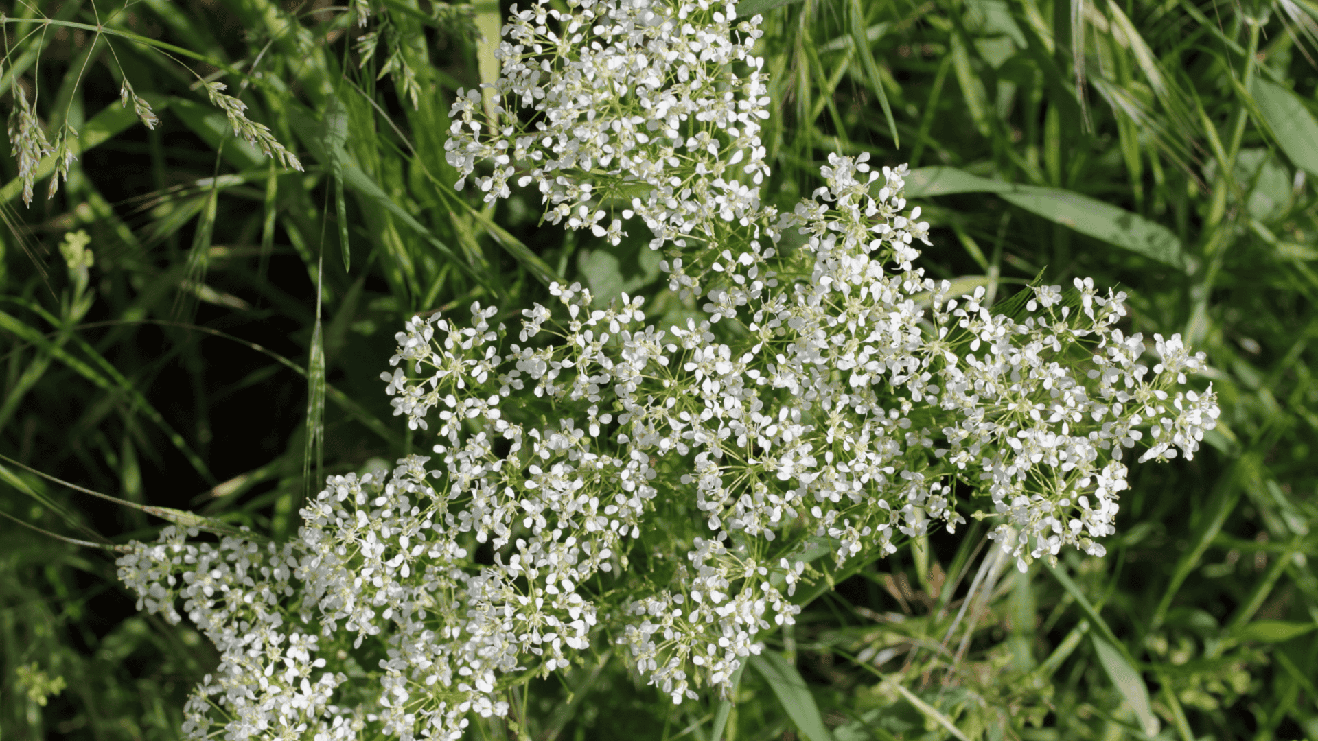 Erva-pimenteira: proteção e força espiritual para o dia a dia