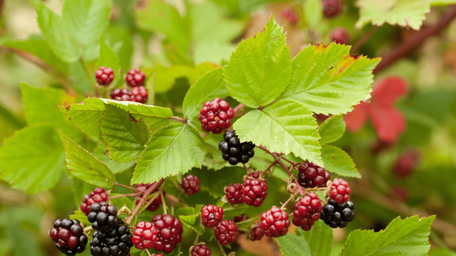 Folha de Amora: equilíbrio e força