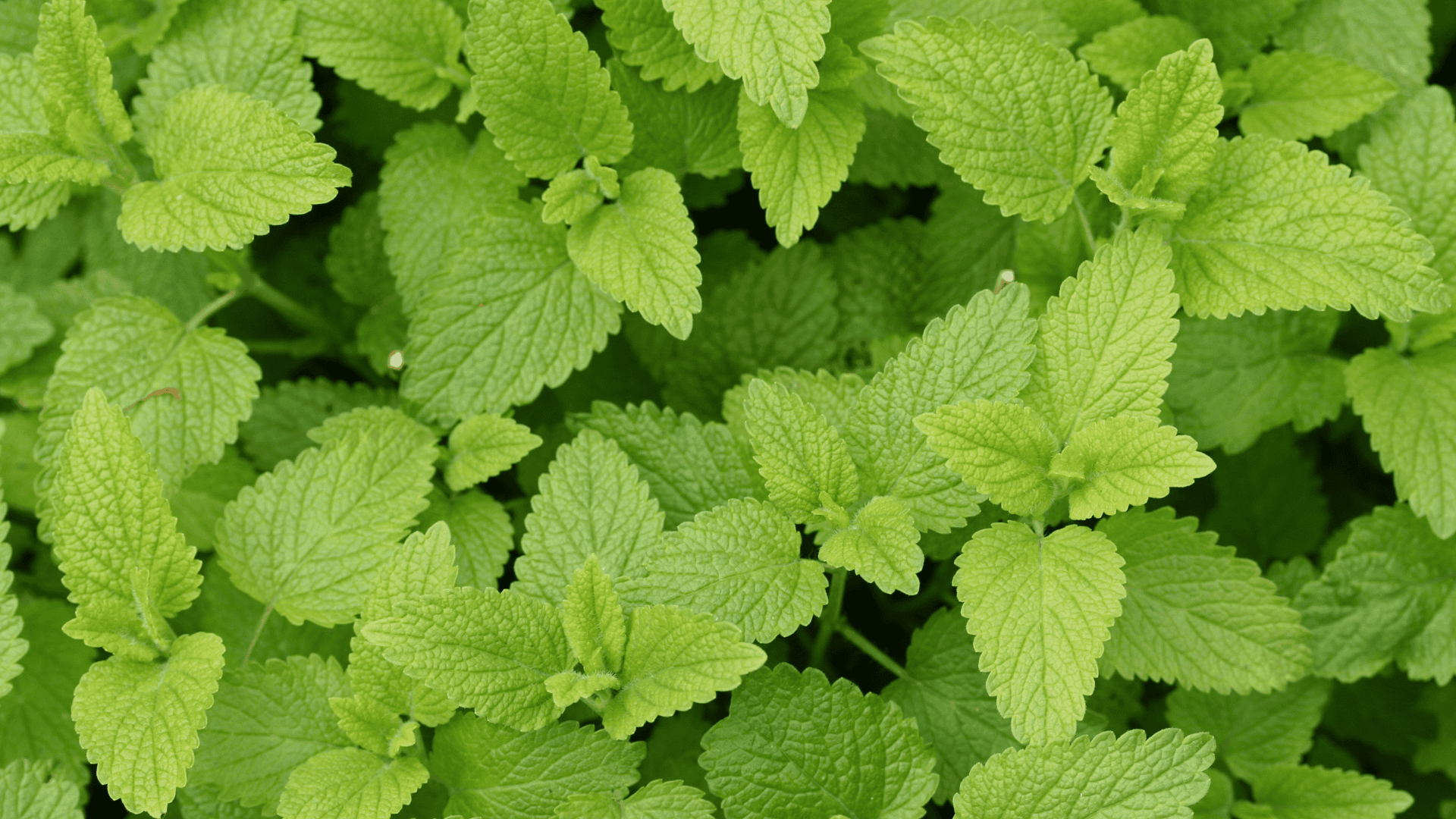 Melissa: A Erva da Paz e Harmonia