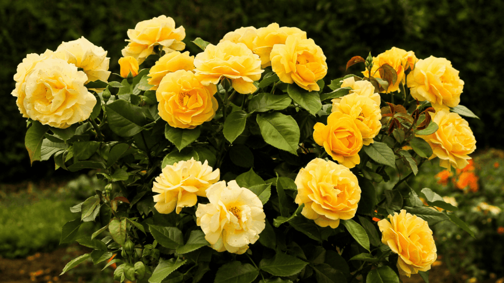 Rosa Amarela: brilho, prosperidade e alegria espiritual