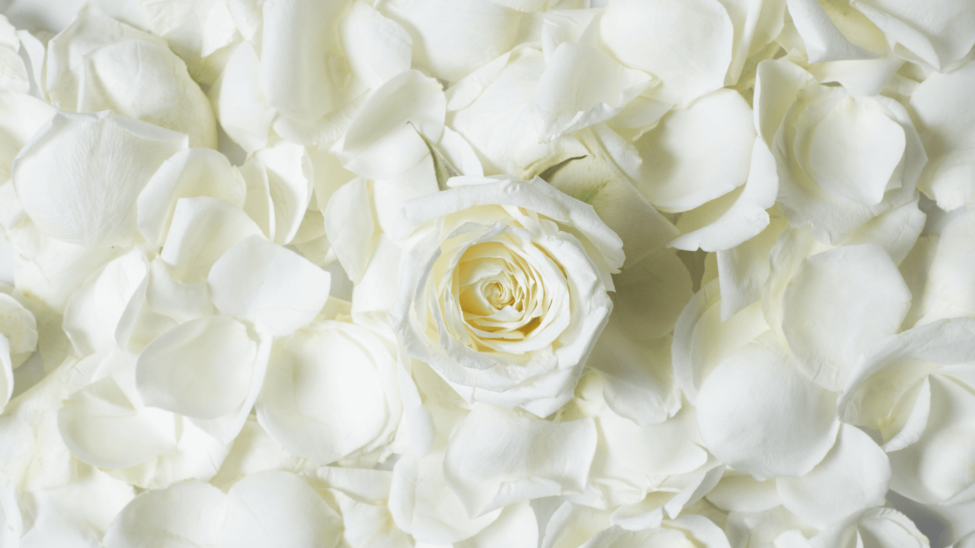 Rosa Branca: pureza, paz e proteção espiritual